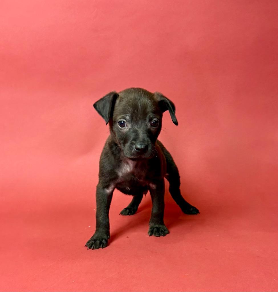 Cobbler, a Adoptable Chihuahua in Alvin, TX image 6/6