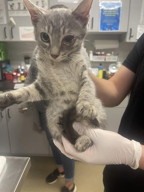 BUBLY, Adoptable, Kitten Female Domestic Short Hair.