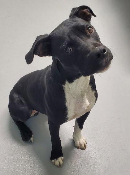 Jagger (7171), Adoptable, Adult Male Pit Bull Terrier.