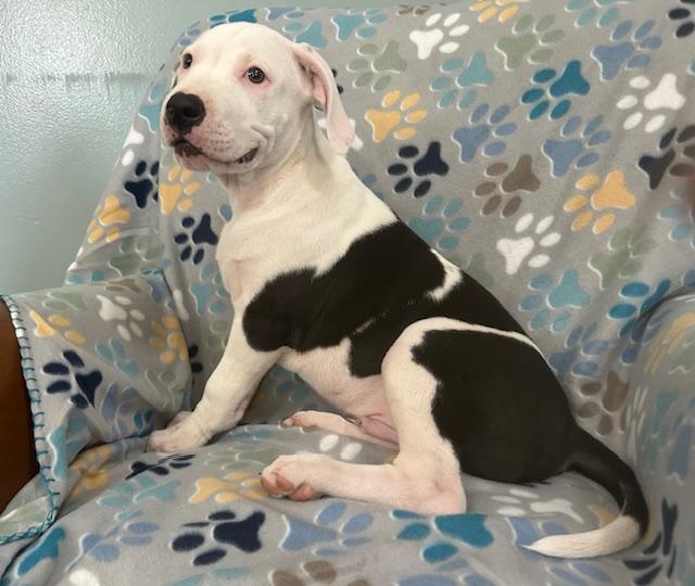 Moose Glow — thumbnail 2