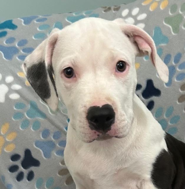 Moose Glow — thumbnail 3