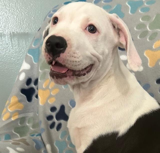 Moose Glow — thumbnail 4