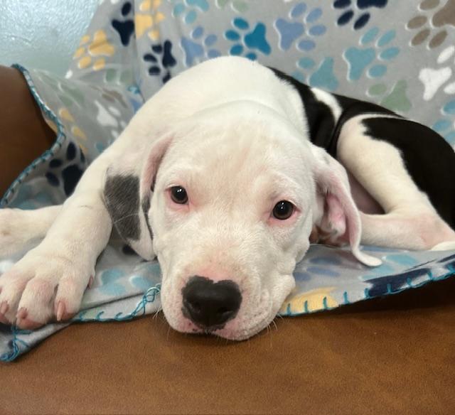 Moose Glow — thumbnail 5