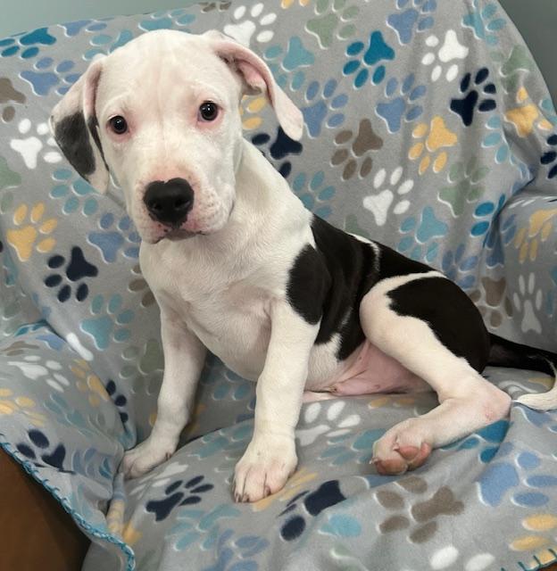 Moose Glow — thumbnail 6