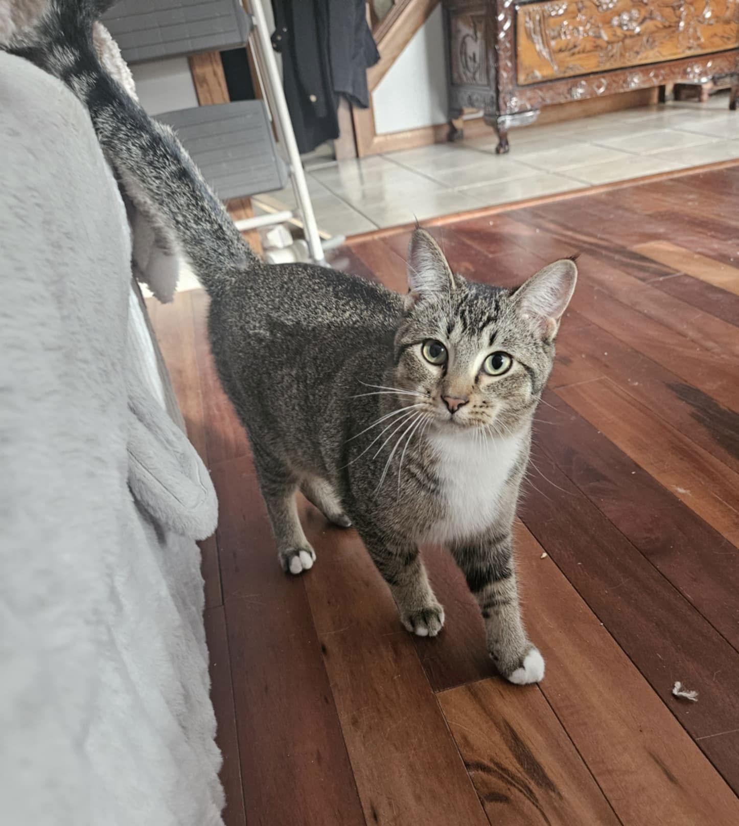 Woody, a Adopted Domestic Short Hair in Crystal, MN image 1/3