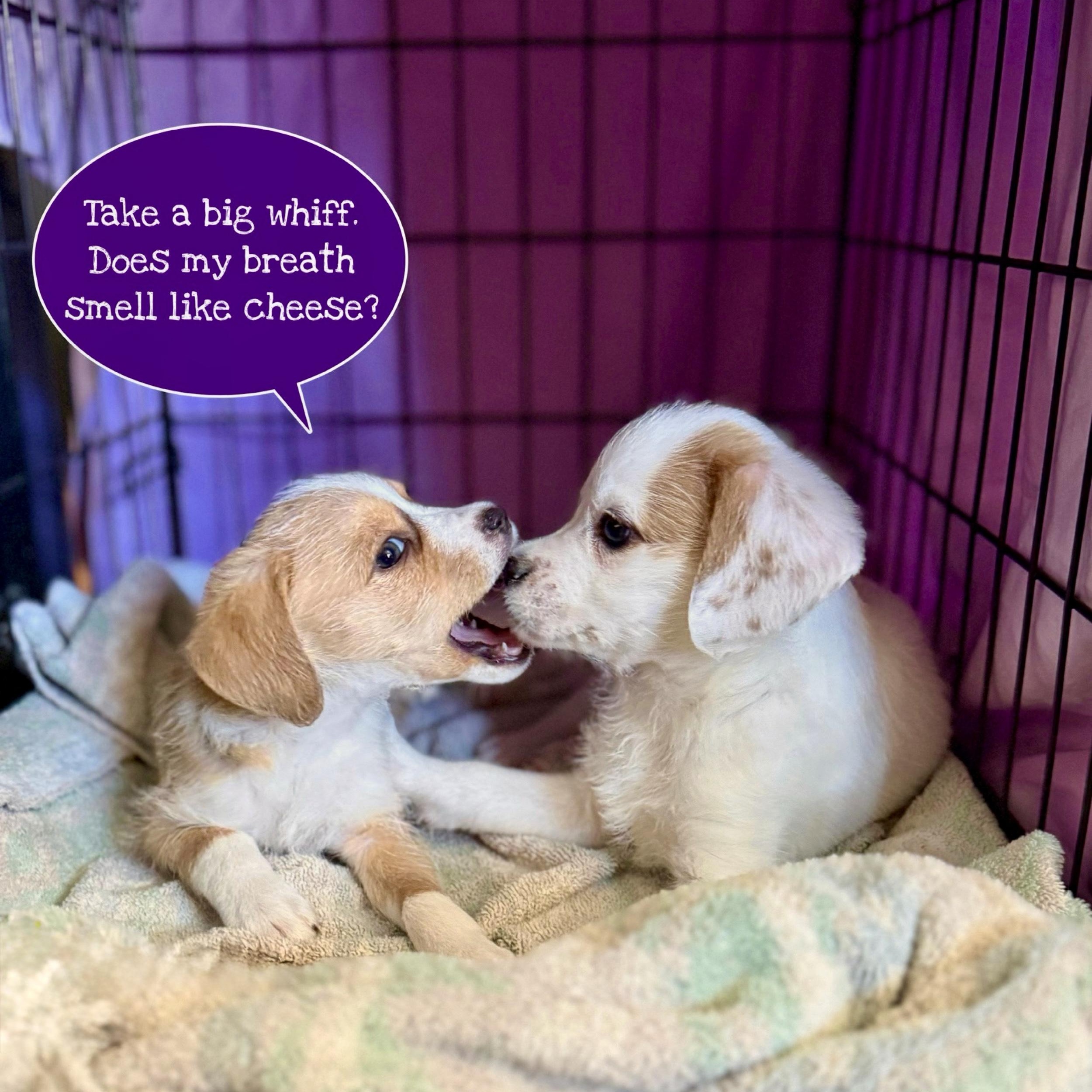 Manchego (Lil’ Wedges Litter), a Adoptable mixed breed in Redwood City, CA image 6/6