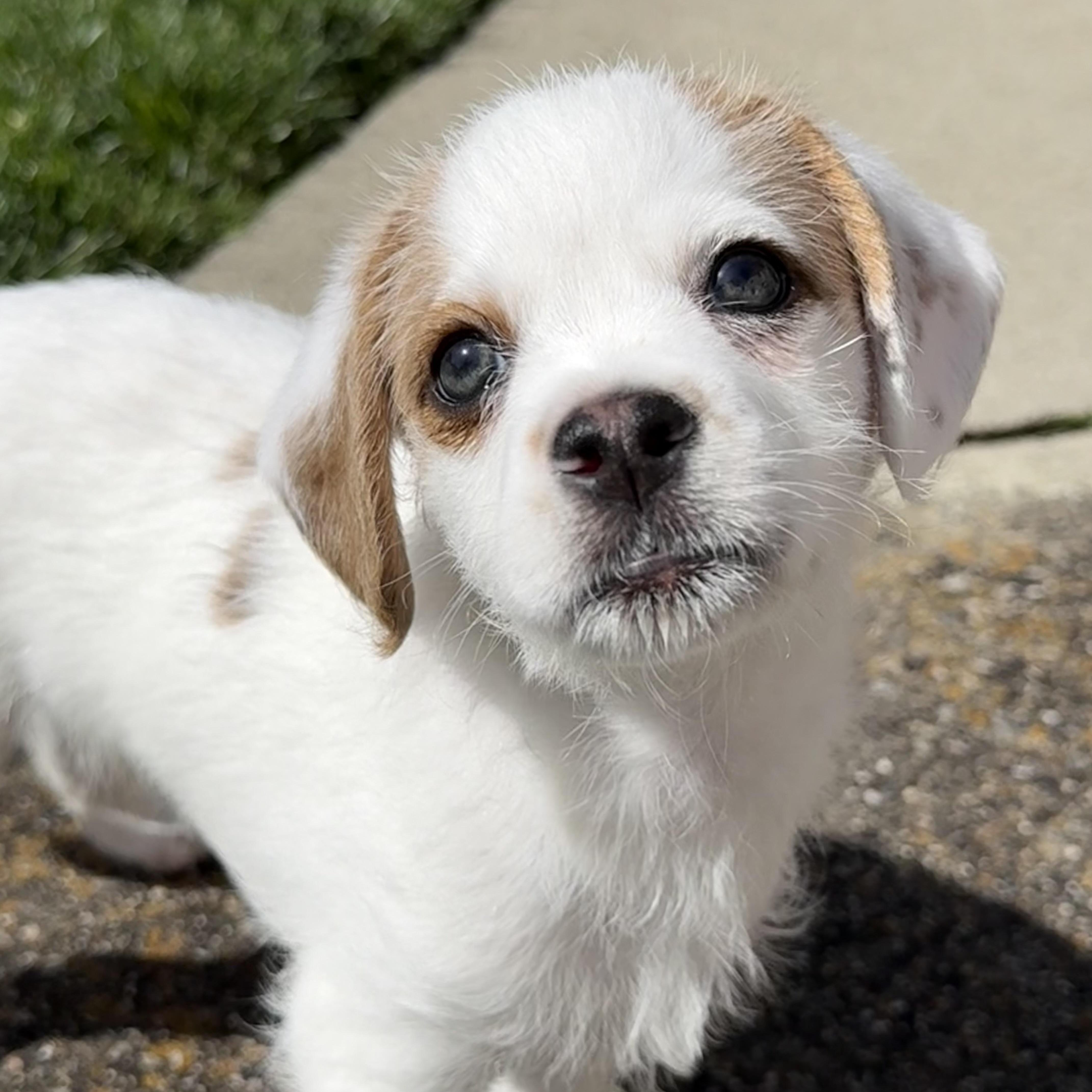 Manchego (Lil’ Wedges Litter), a Adoptable mixed breed in Redwood City, CA image 3/6
