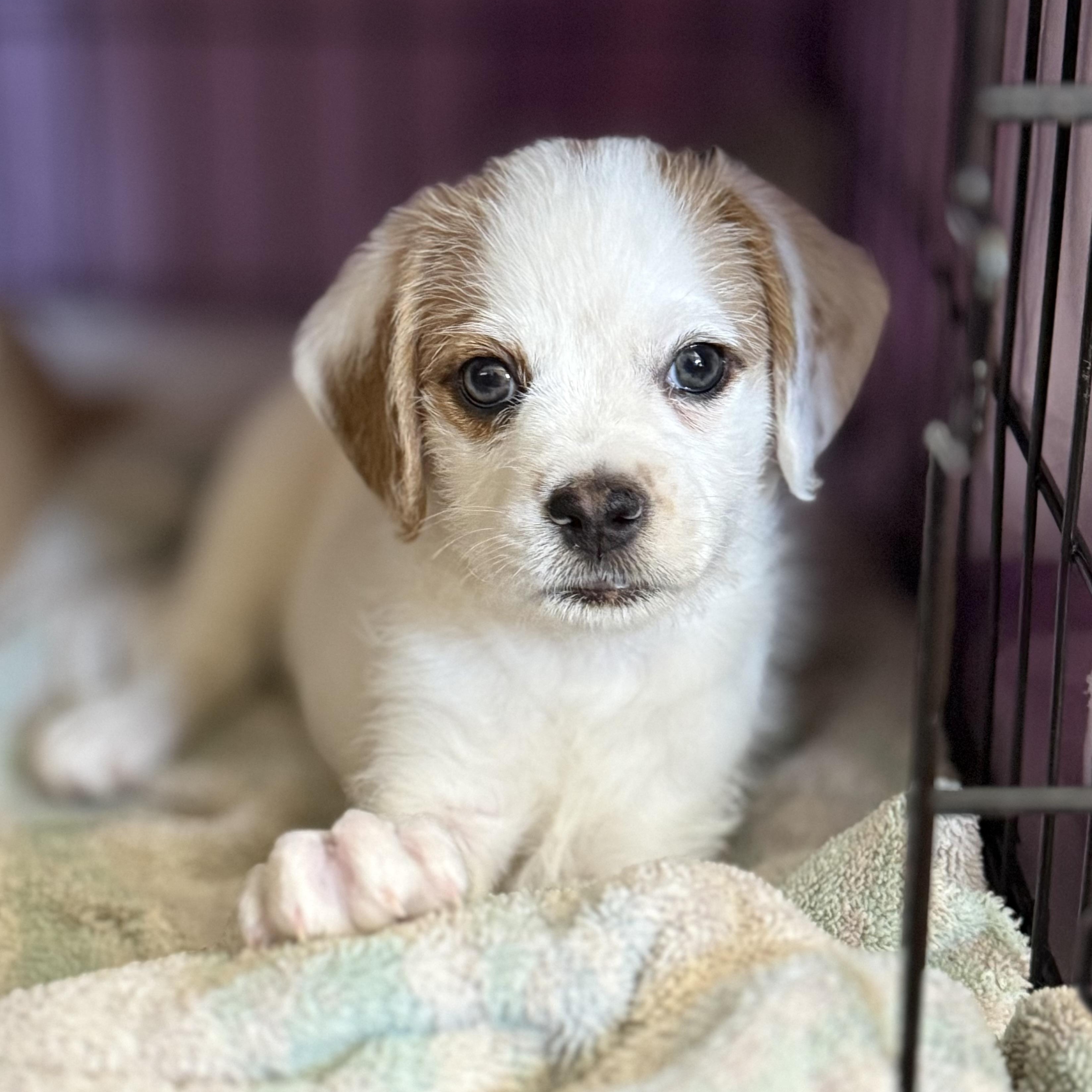 Manchego (Lil’ Wedges Litter), Adoptable, Puppy Male Terrier & Mixed Breed.