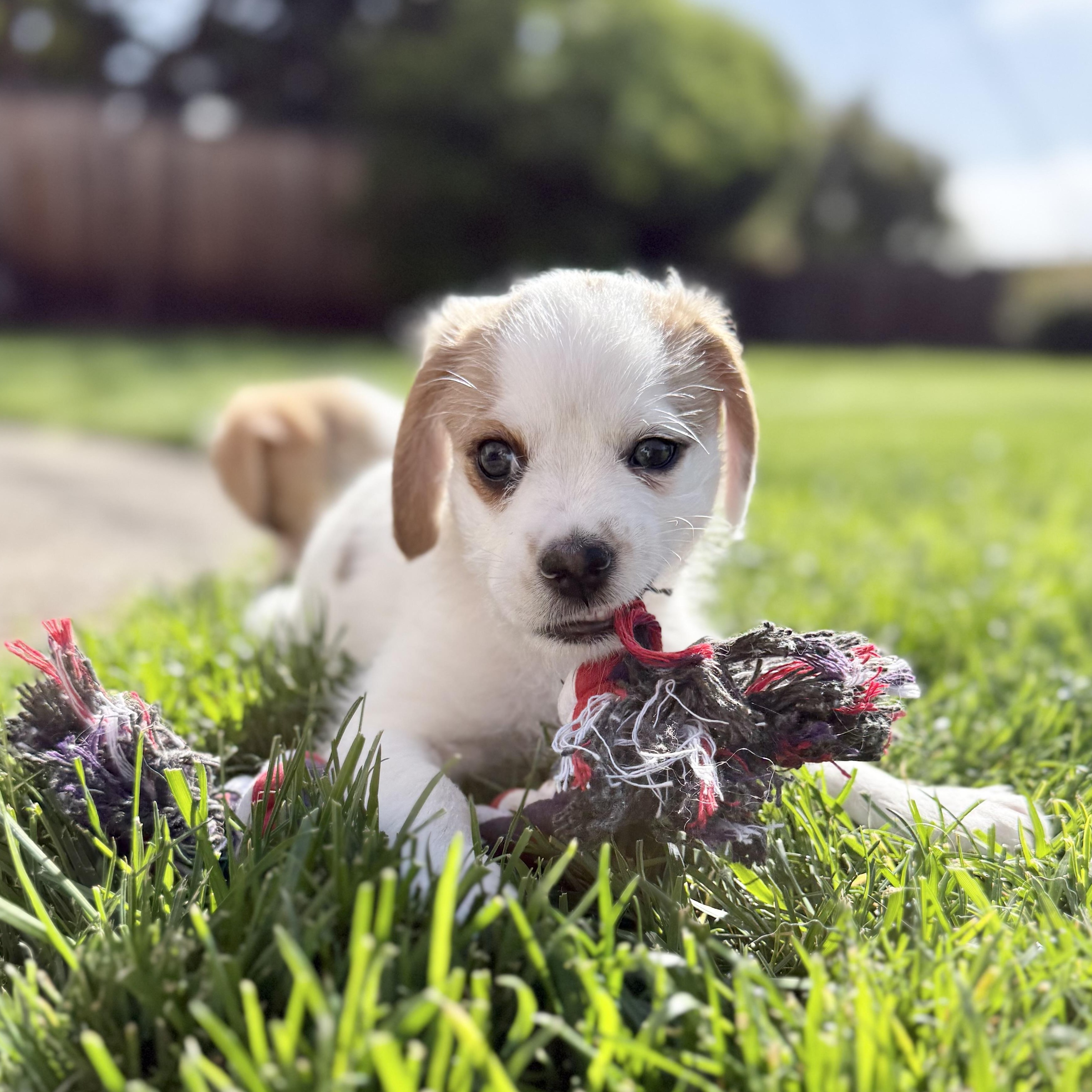 Manchego (Lil’ Wedges Litter), a Adoptable mixed breed in Redwood City, CA image 5/6