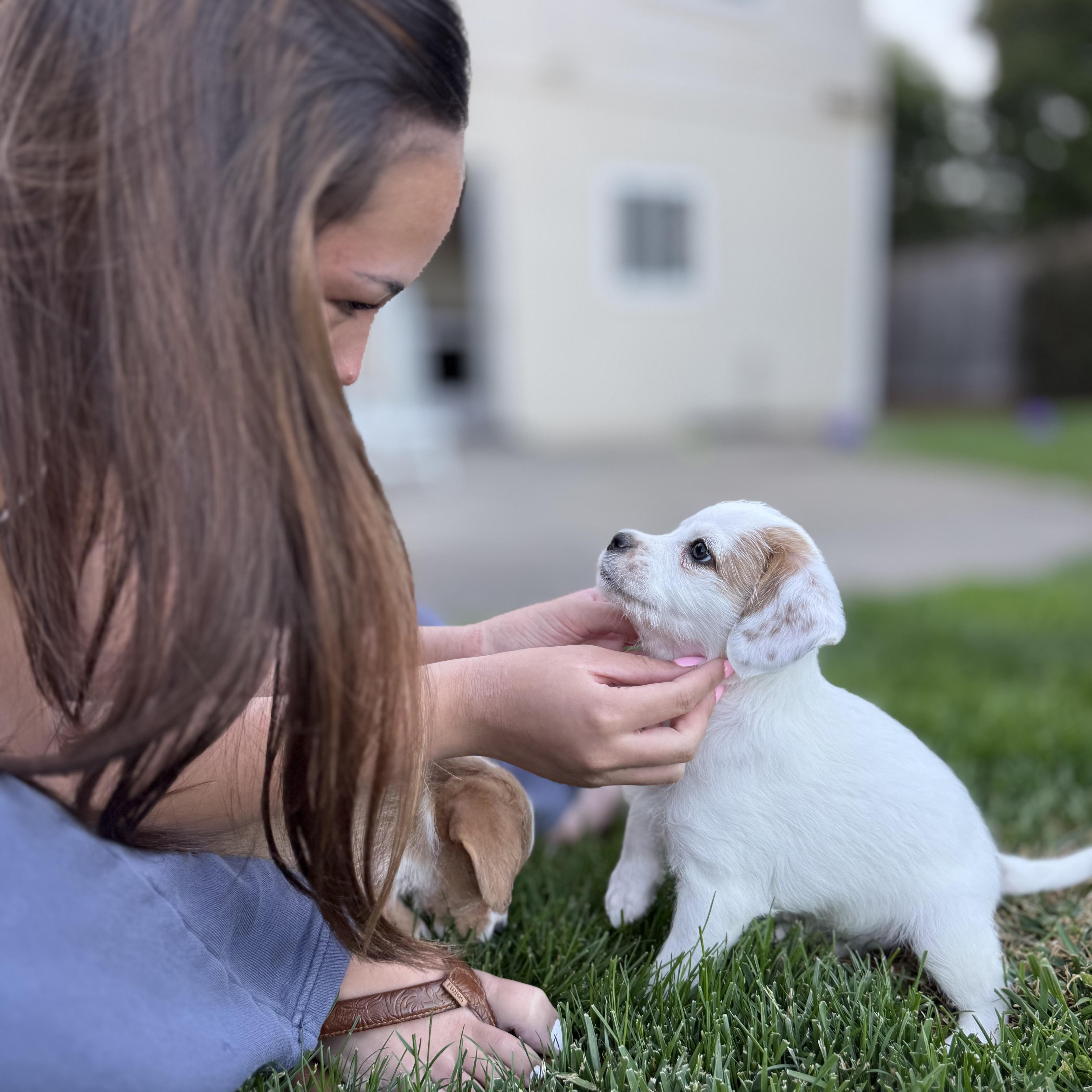 Manchego (Lil’ Wedges Litter), a Adoptable mixed breed in Redwood City, CA image 2/6