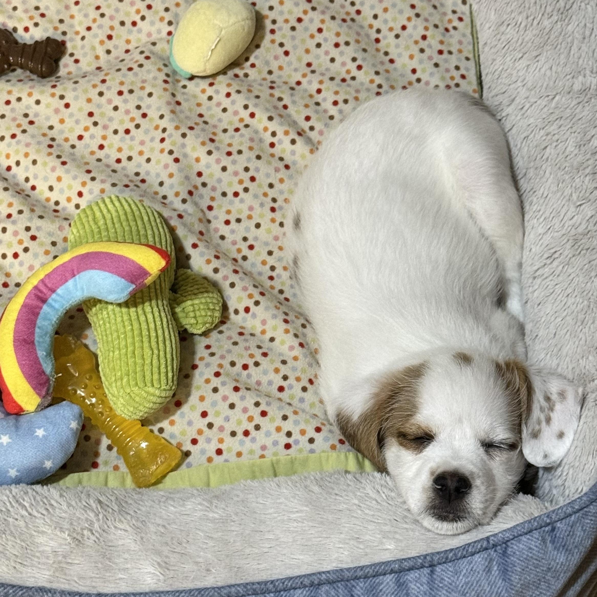 Manchego (Lil’ Wedges Litter), a Adoptable mixed breed in Redwood City, CA image 4/6