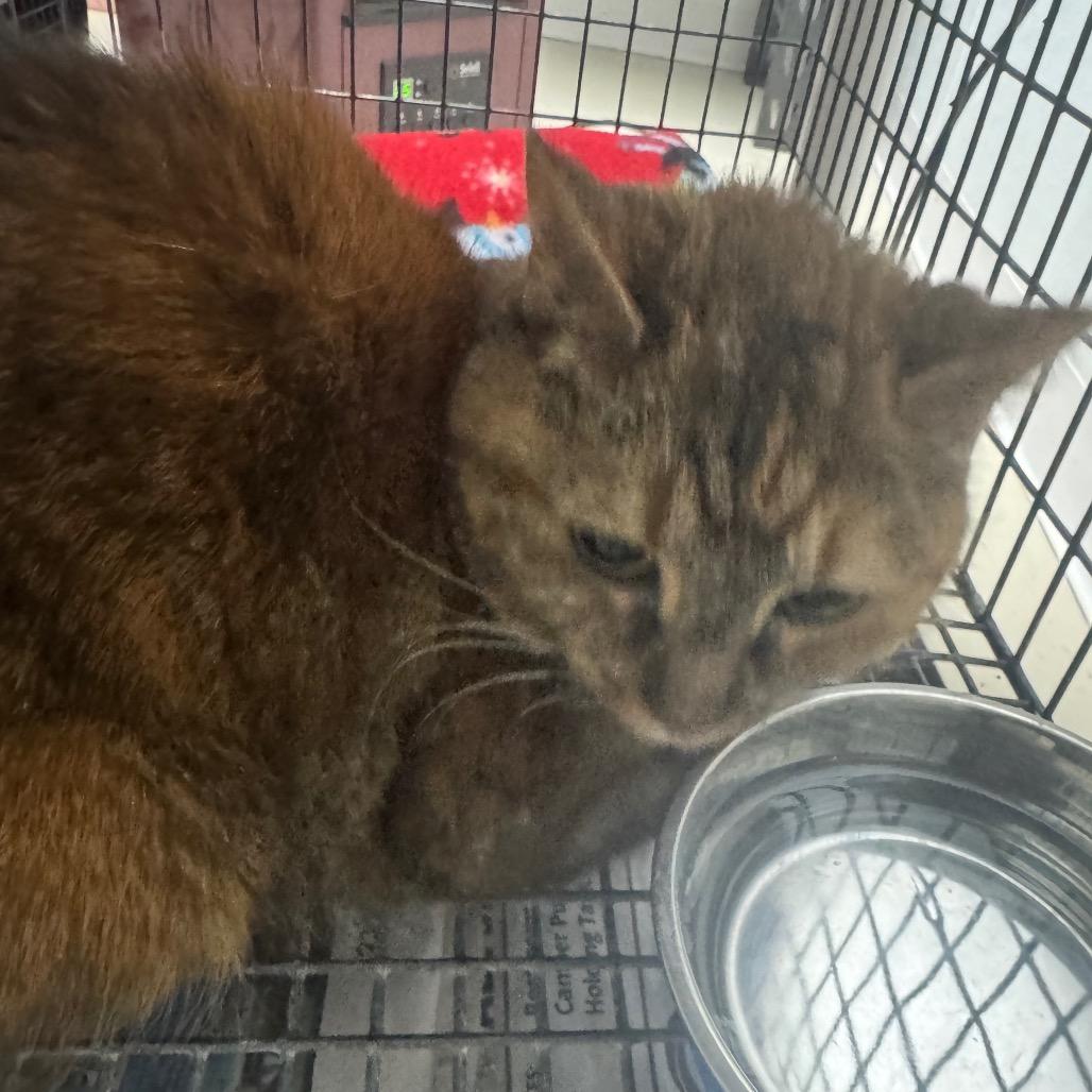 Enlarge Gracie, a Adoptable Domestic Short Hair in Shelbyville, IL image 1/1