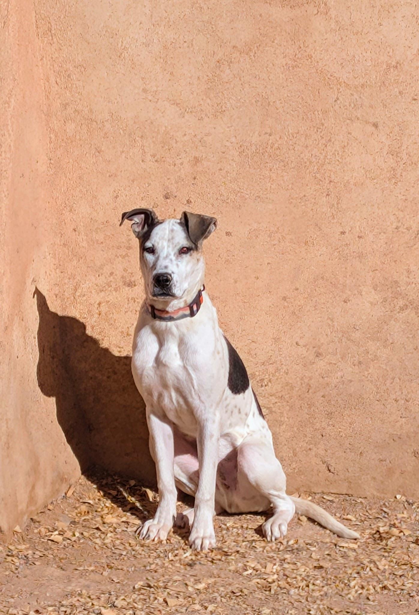 HARDEE, a Adopted mixed breed in Pena Blanca, NM image 4/4