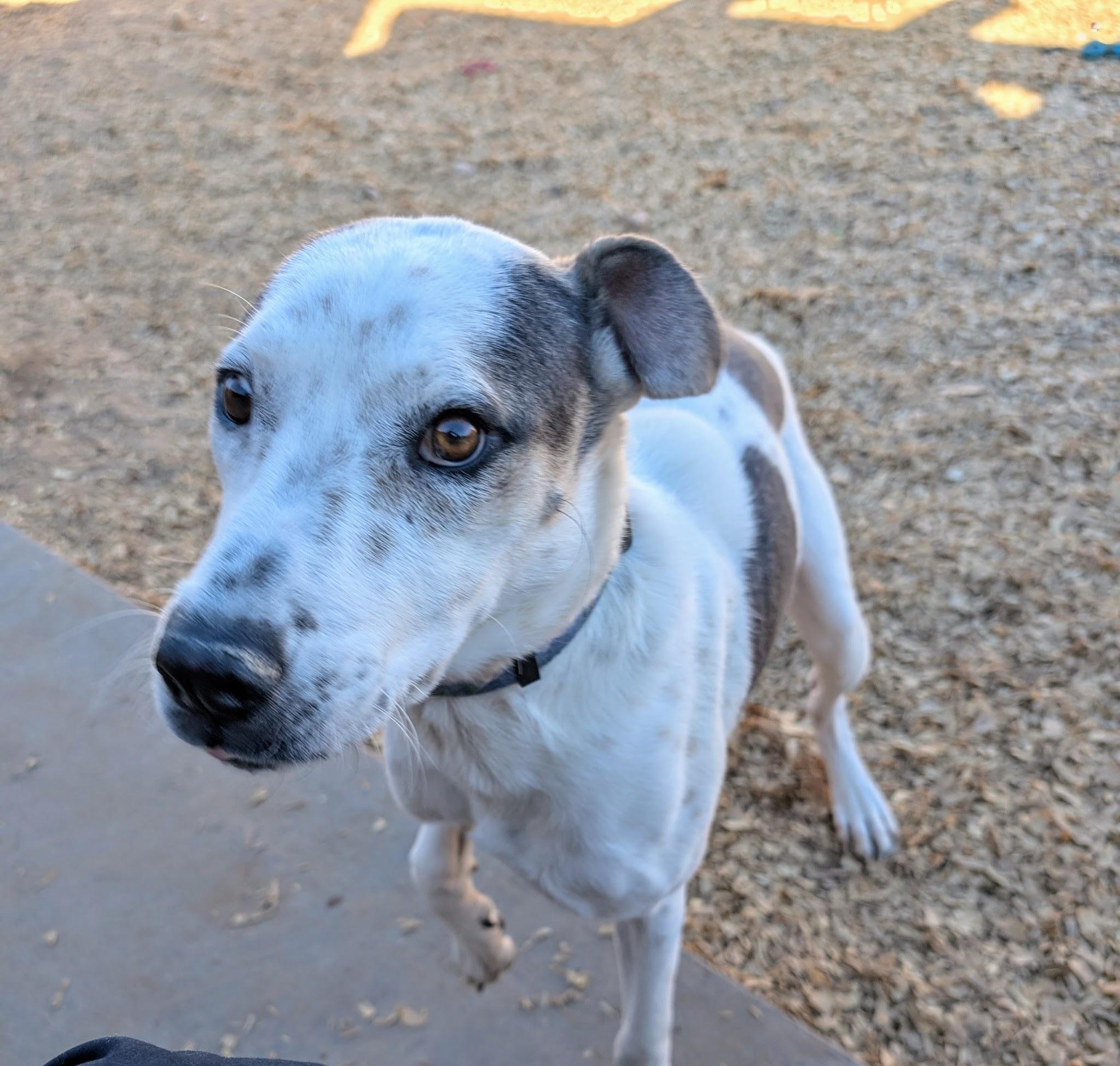 HARDEE, a Adopted mixed breed in Pena Blanca, NM image 3/4
