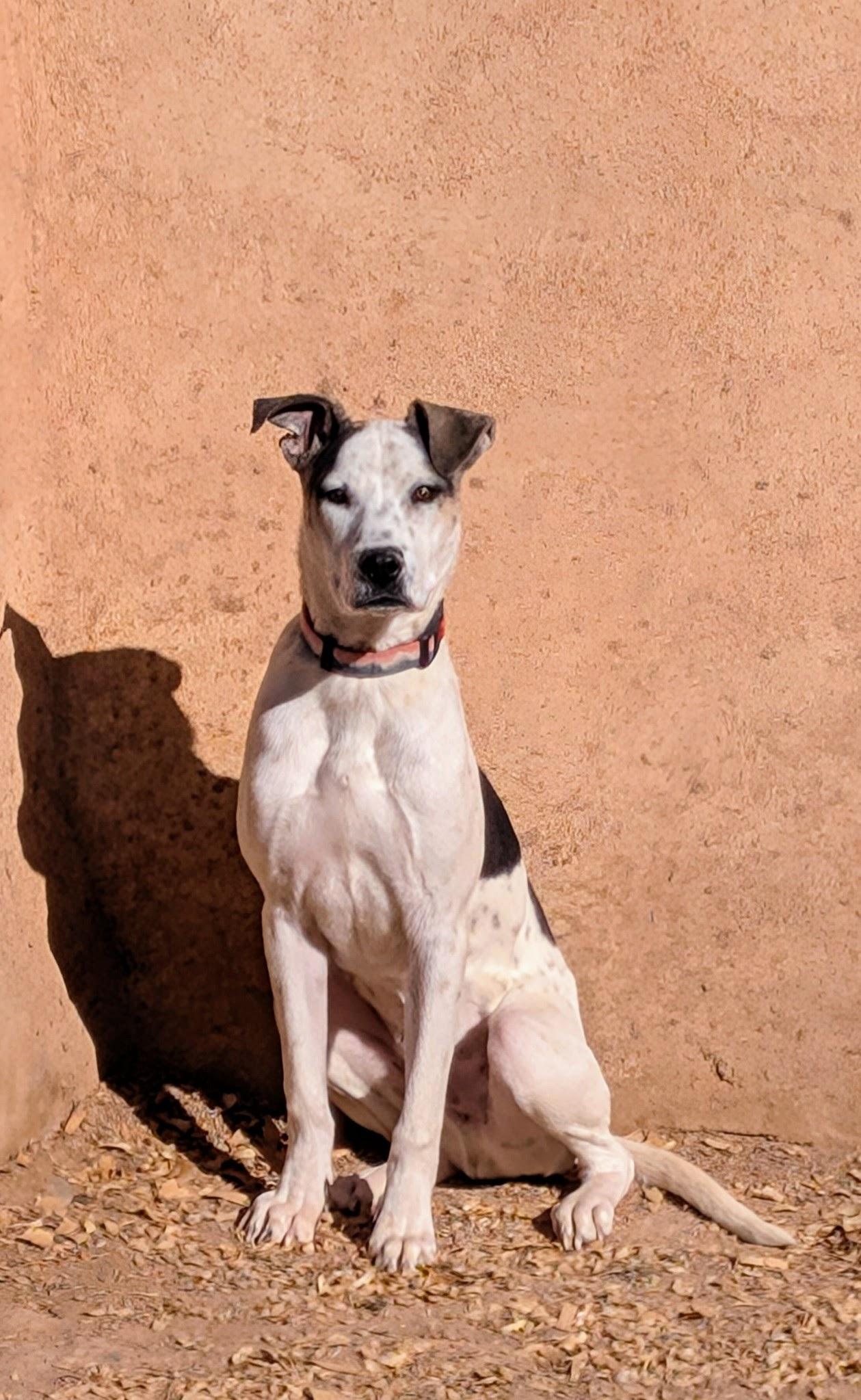 HARDEE, a Adopted mixed breed in Pena Blanca, NM image 1/4