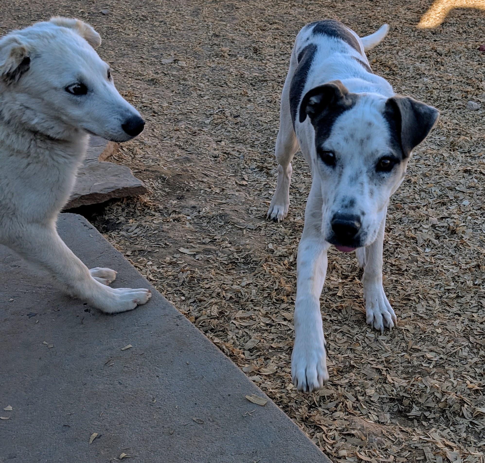 HARDEE, a Adopted mixed breed in Pena Blanca, NM image 2/4