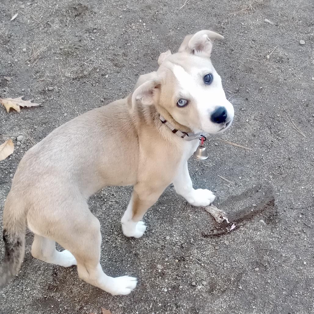 Sophie, Adoptable, Puppy Female Mixed Breed.