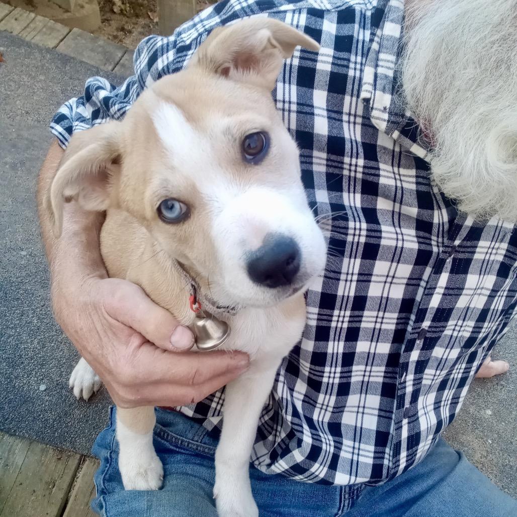 Sophie, a Adoptable Mixed Breed in Oxford, ME image 2/4