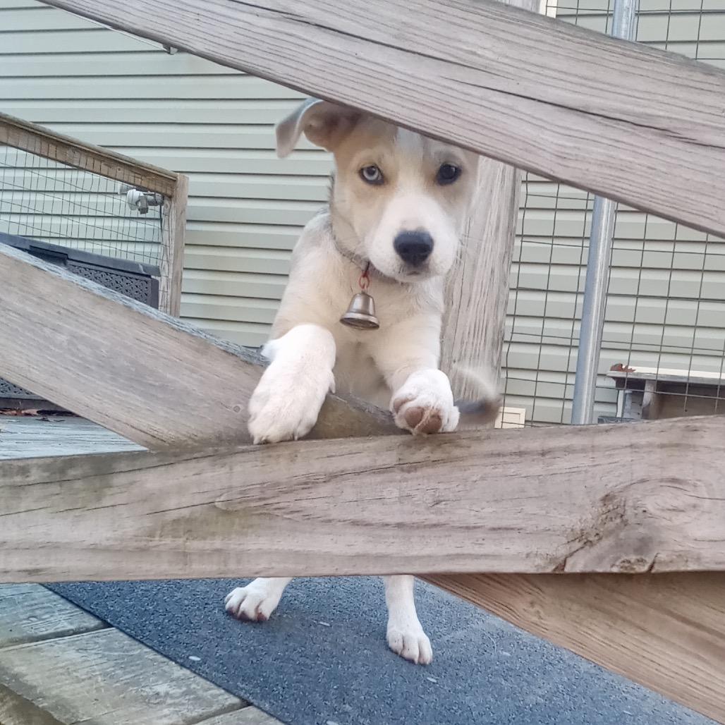Sophie, a Adoptable Mixed Breed in Oxford, ME image 3/4
