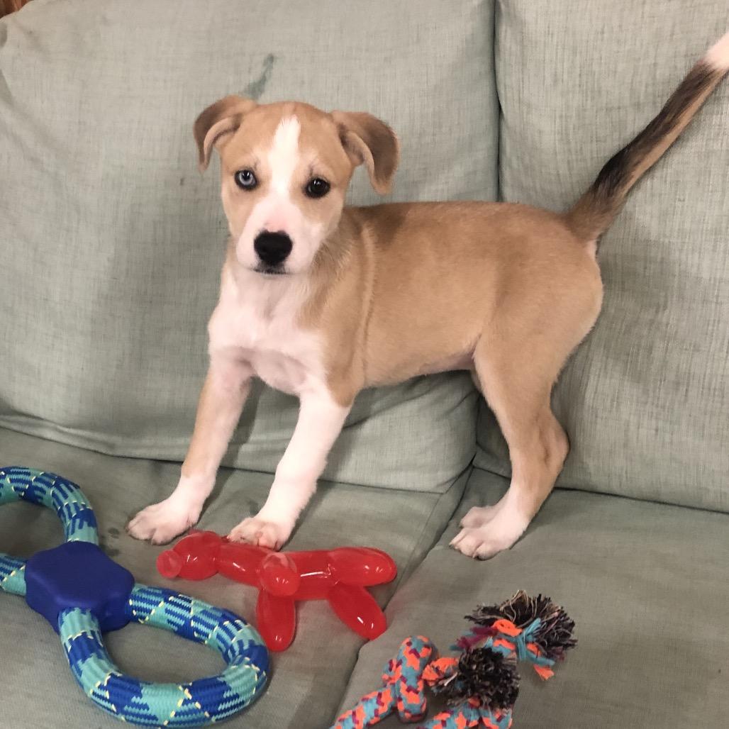 Sophie, a Adoptable Mixed Breed in Oxford, ME image 4/4