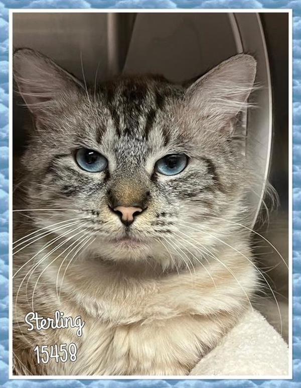 Sterling (608), Adoptable, Adult Male Domestic Short Hair.