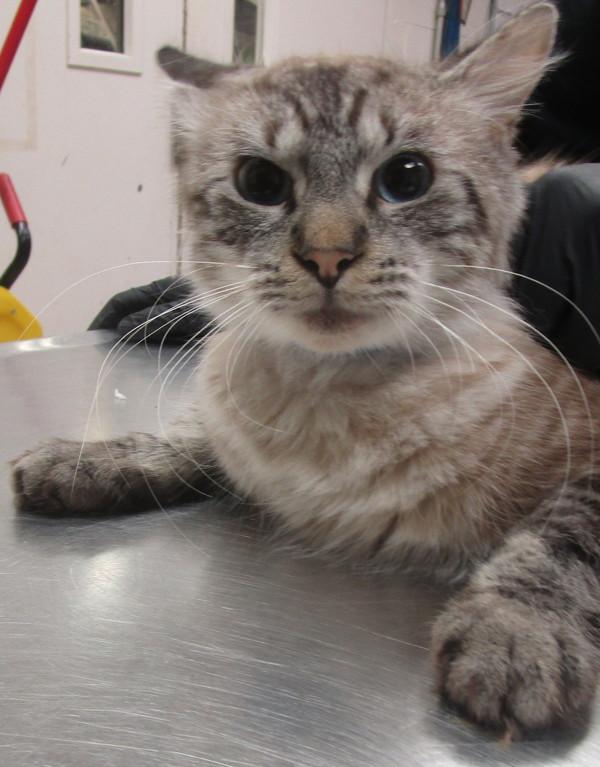 Sterling (608) — thumbnail 2