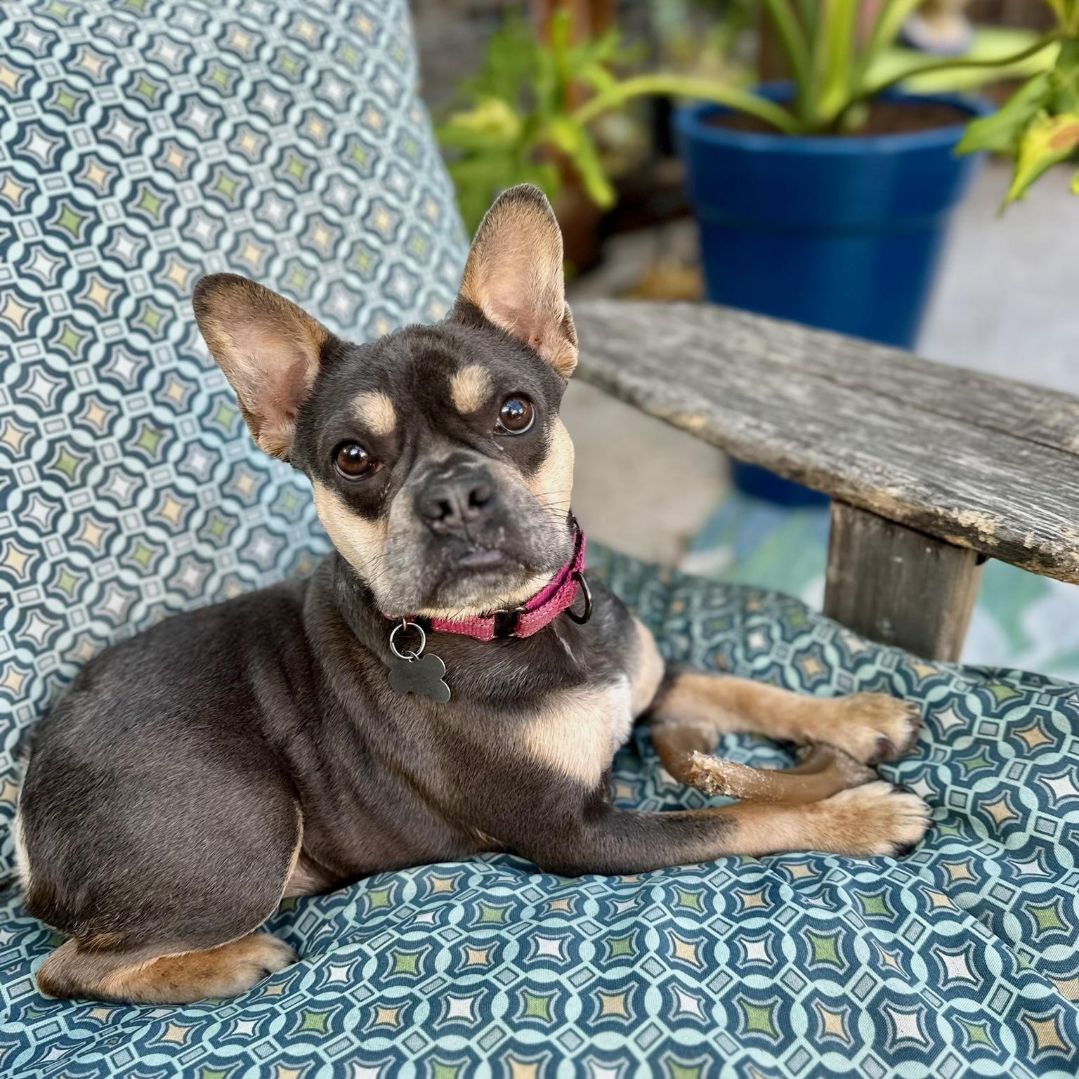 Enlarge Abby, a ADOPTABLE French Bulldog in Citrus Heights, CA image 4/6