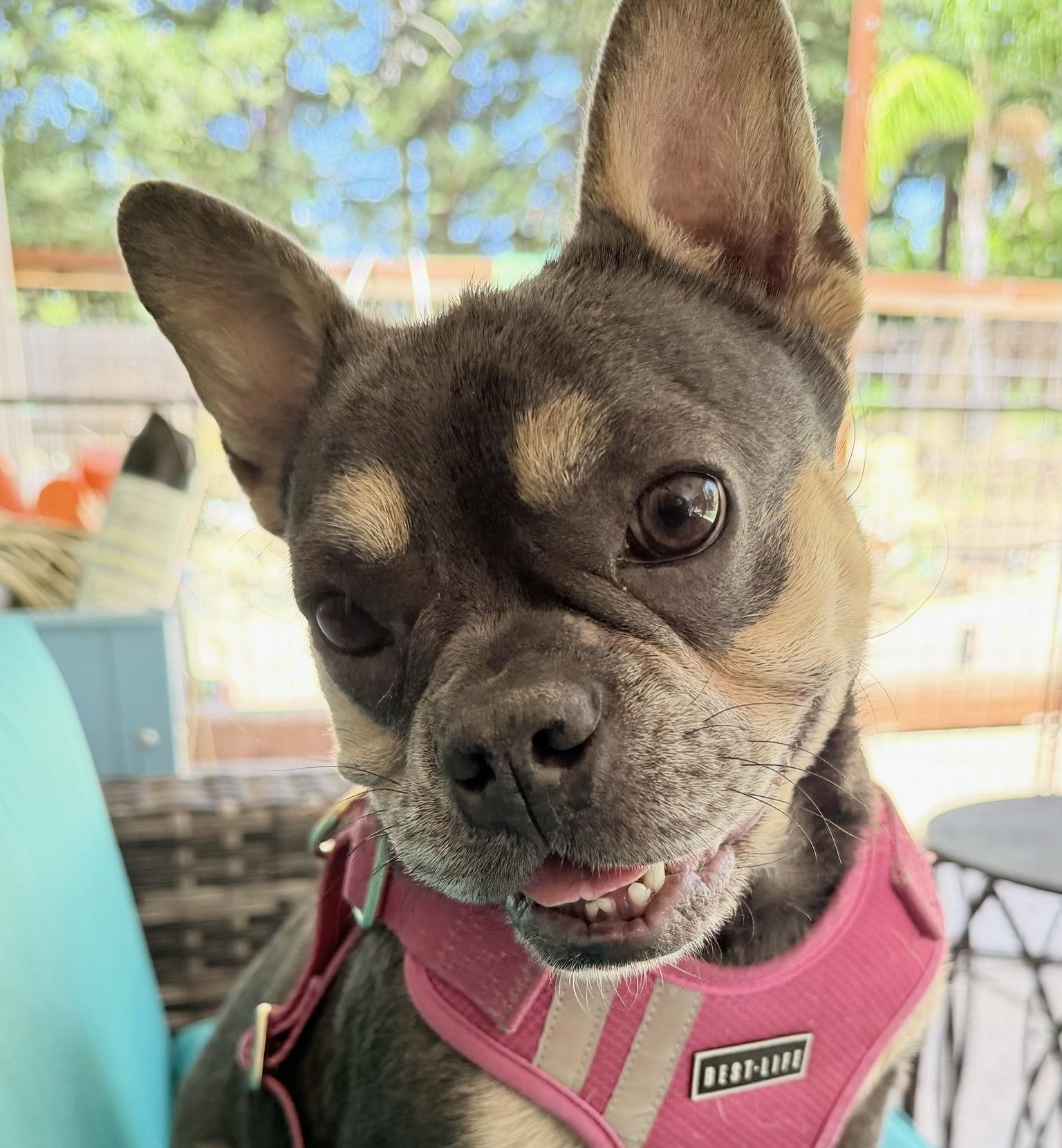Abby, ADOPTABLE, Adult Female French Bulldog.