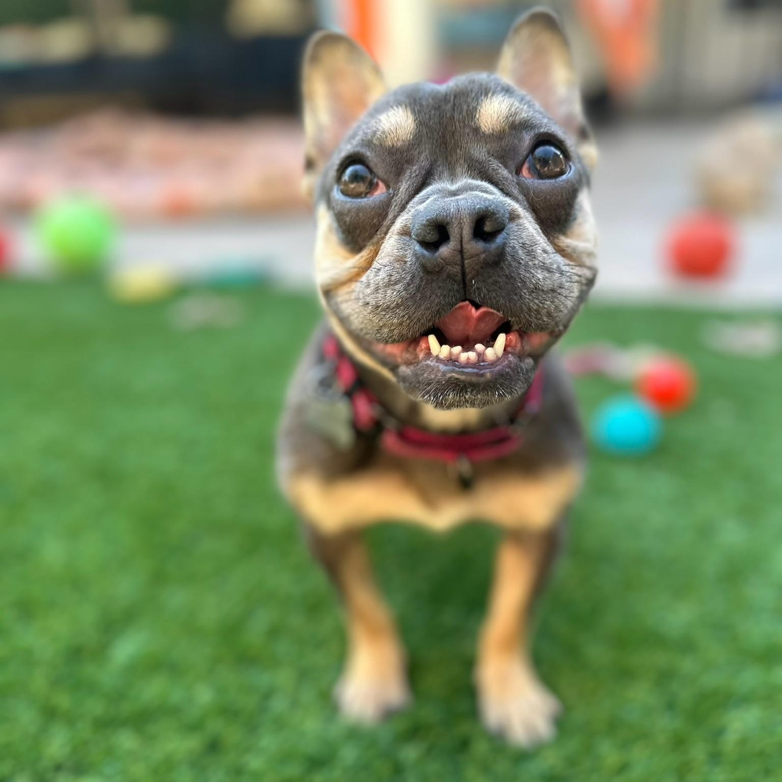 Enlarge Abby, a ADOPTABLE French Bulldog in Citrus Heights, CA image 3/6
