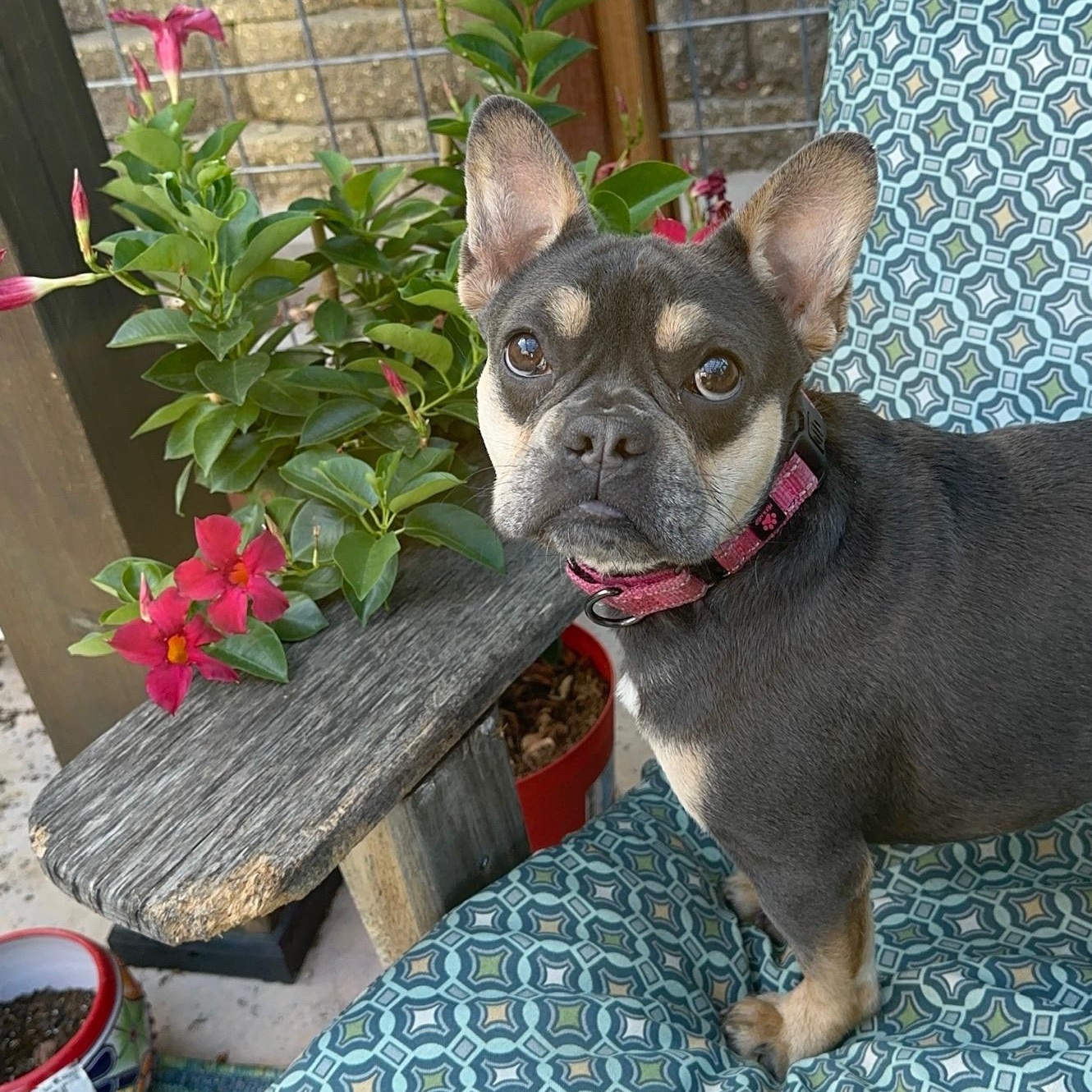 Enlarge Abby, a ADOPTABLE French Bulldog in Citrus Heights, CA image 2/6