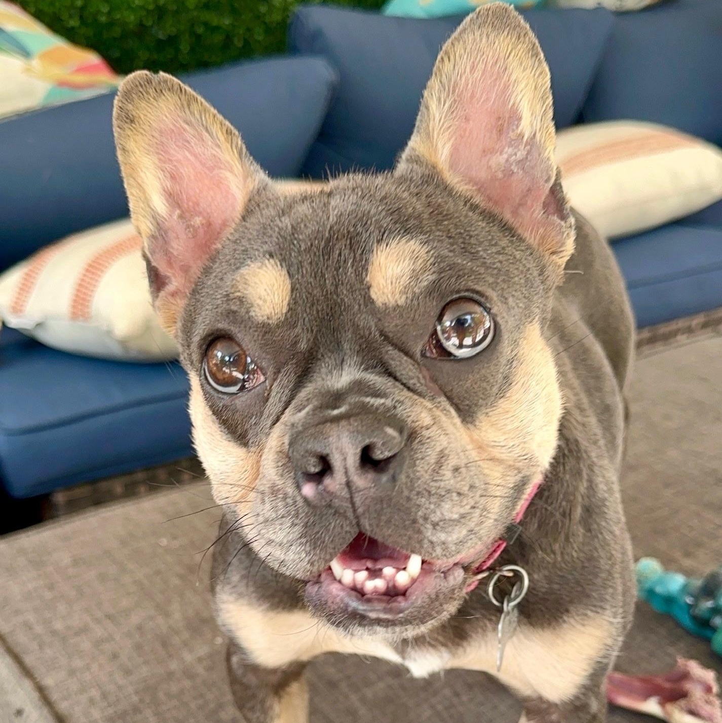 Enlarge Abby, a ADOPTABLE French Bulldog in Citrus Heights, CA image 6/6
