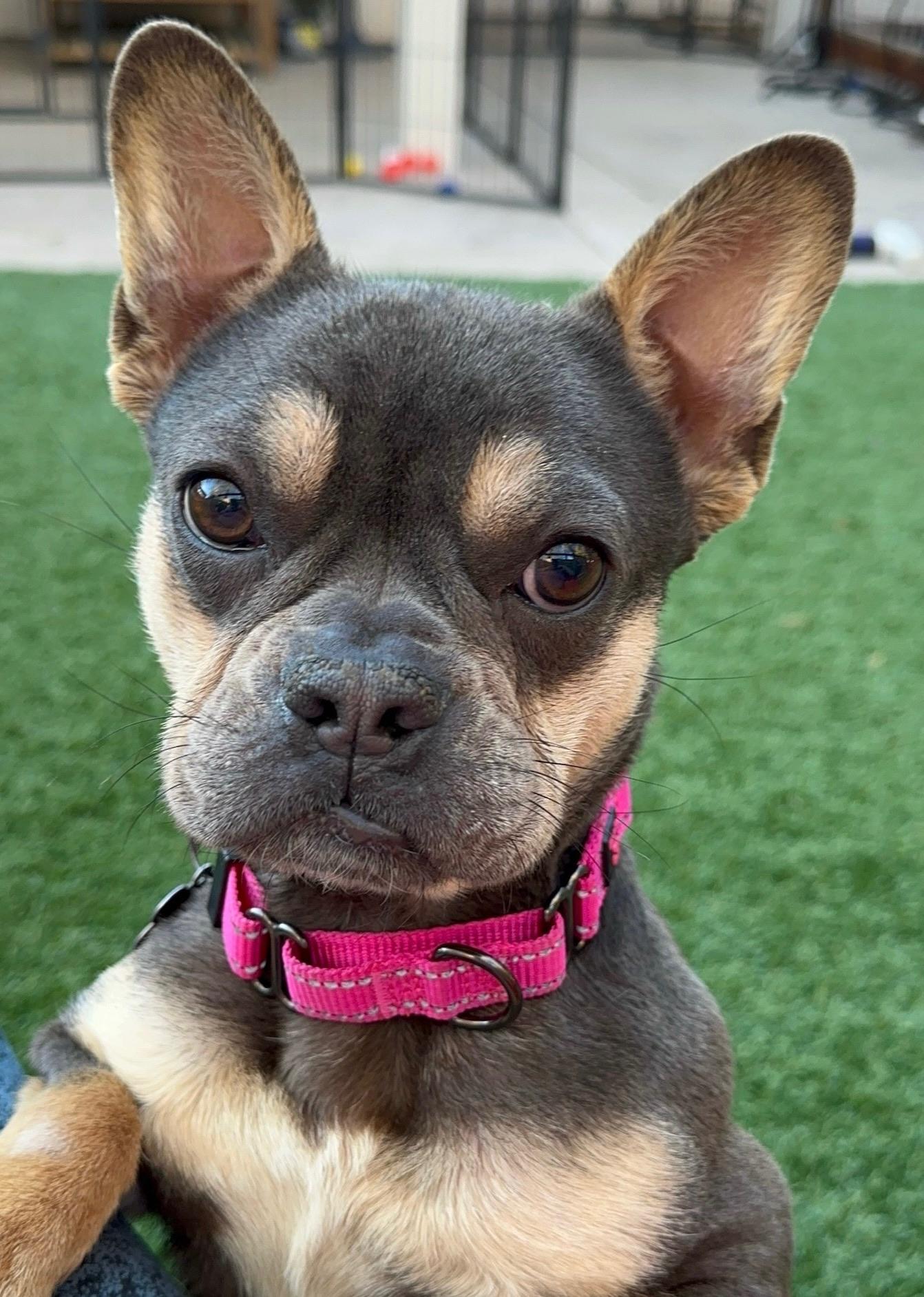 Enlarge Abby, a ADOPTABLE French Bulldog in Citrus Heights, CA image 5/6