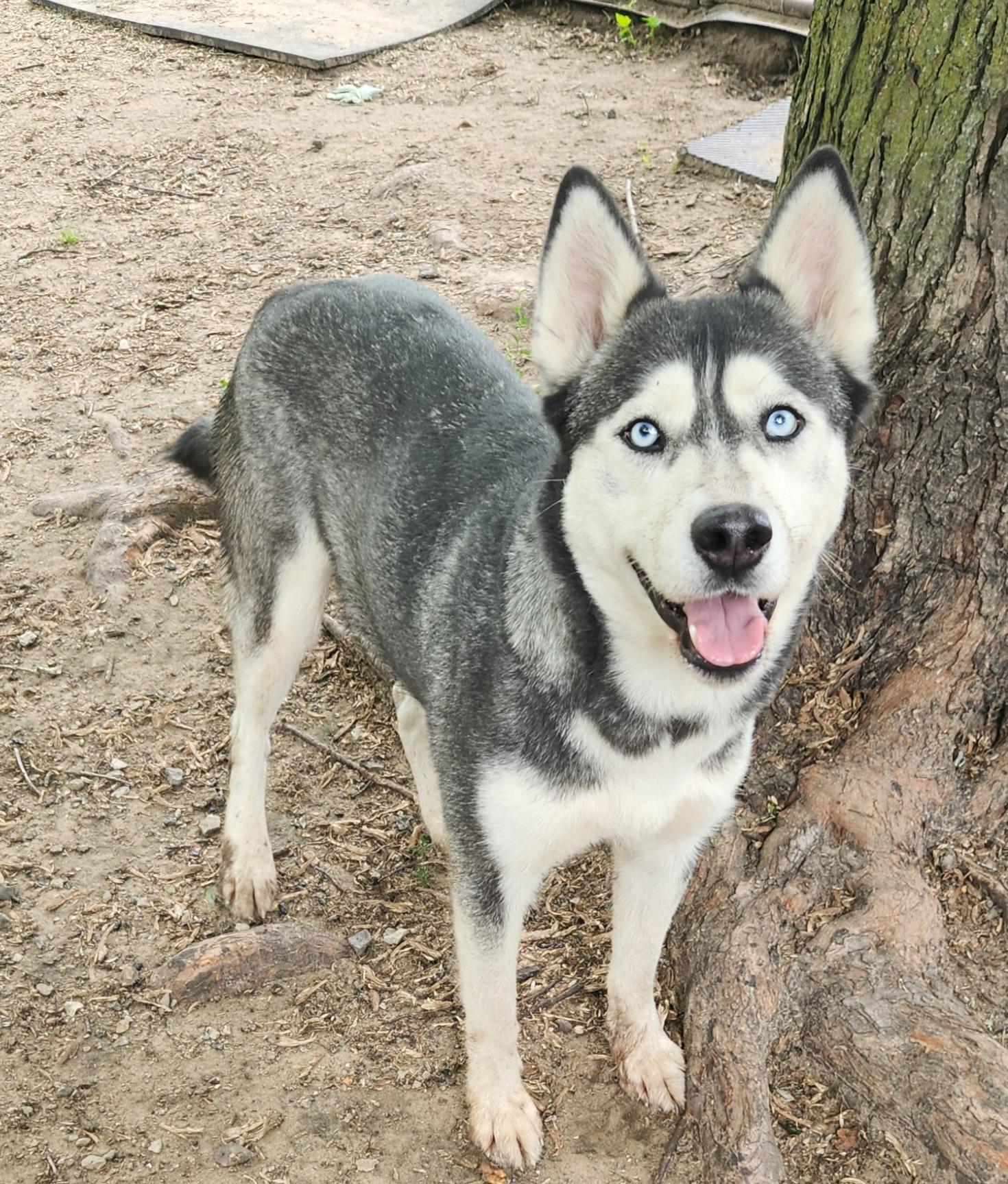 Tundra