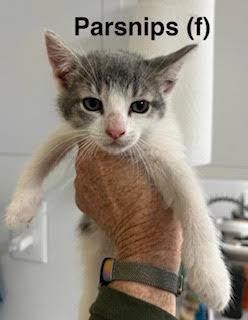 Enlarge Parsnips, a Adoptable Domestic Short Hair in Saugerties, NY image 1/1