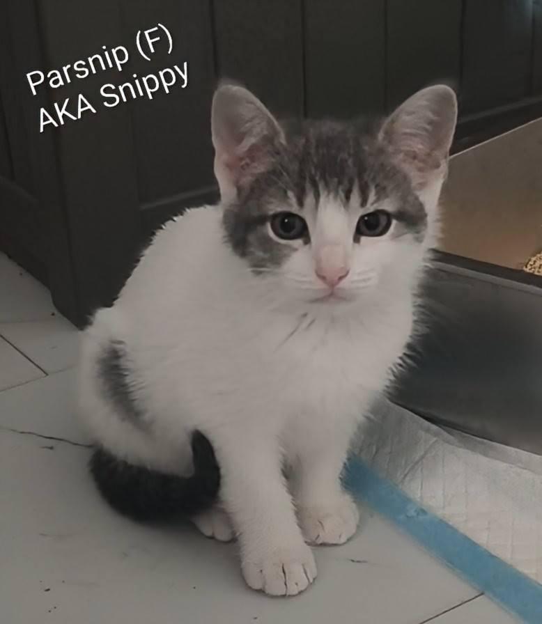 Parsnips, a Adoptable Domestic Short Hair in Saugerties, NY image 2/2