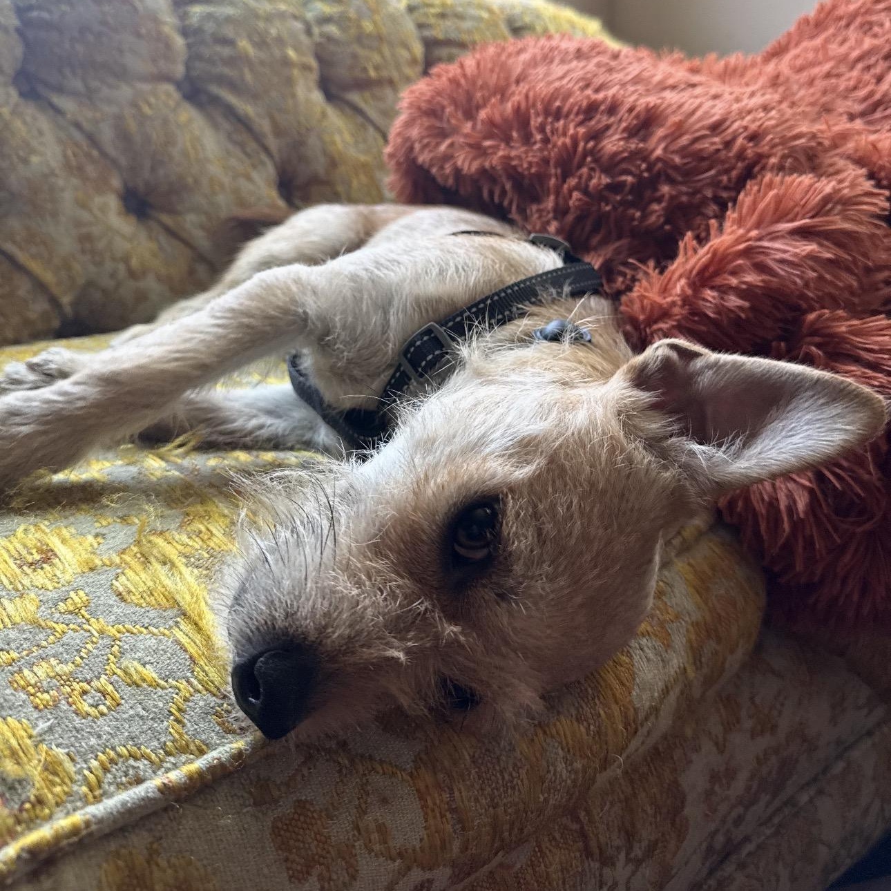 Theodora, a ADOPTABLE mixed breed in Carlsbad, CA image 6/6