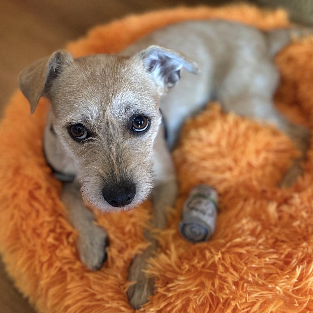 Theodora, a ADOPTABLE mixed breed in Carlsbad, CA image 2/6