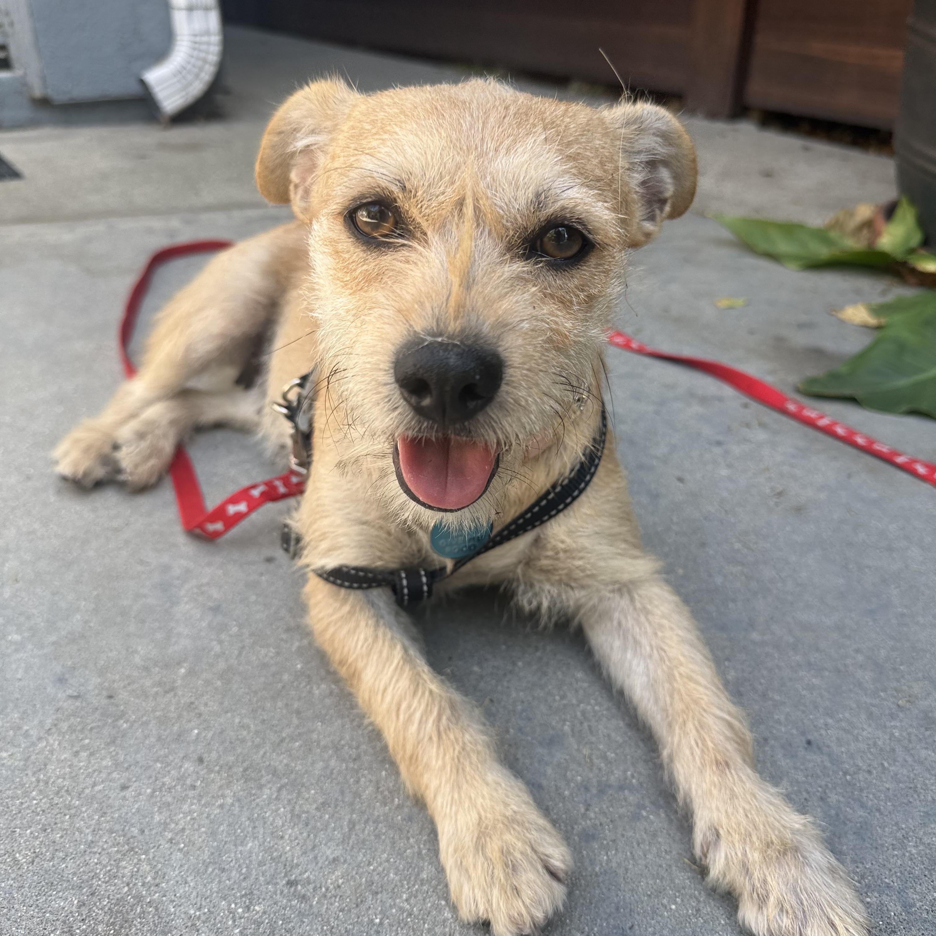 Theodora, ADOPTABLE, Young Female Jack Russell Terrier & Cairn Terrier.