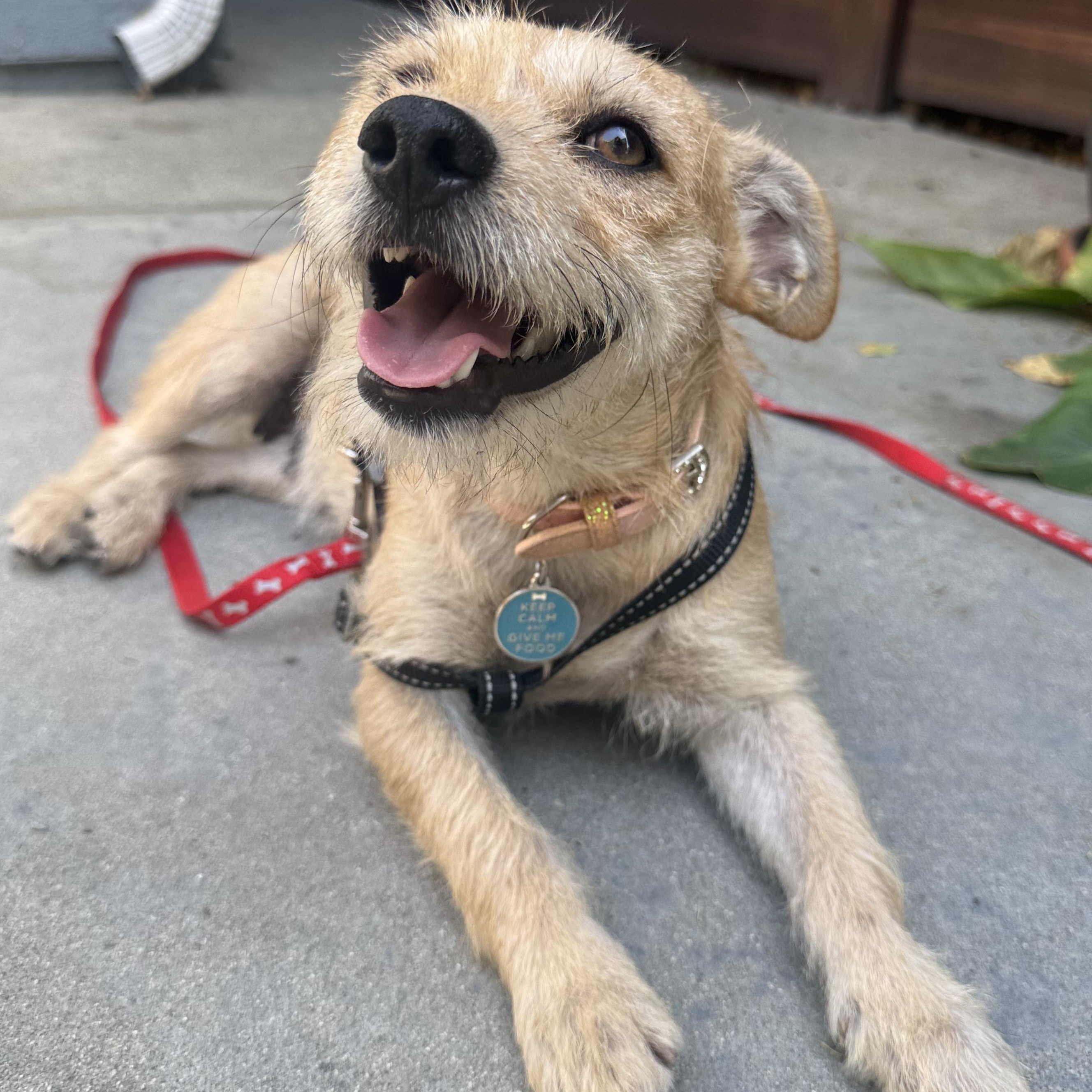 Theodora, a ADOPTABLE mixed breed in Carlsbad, CA image 3/6