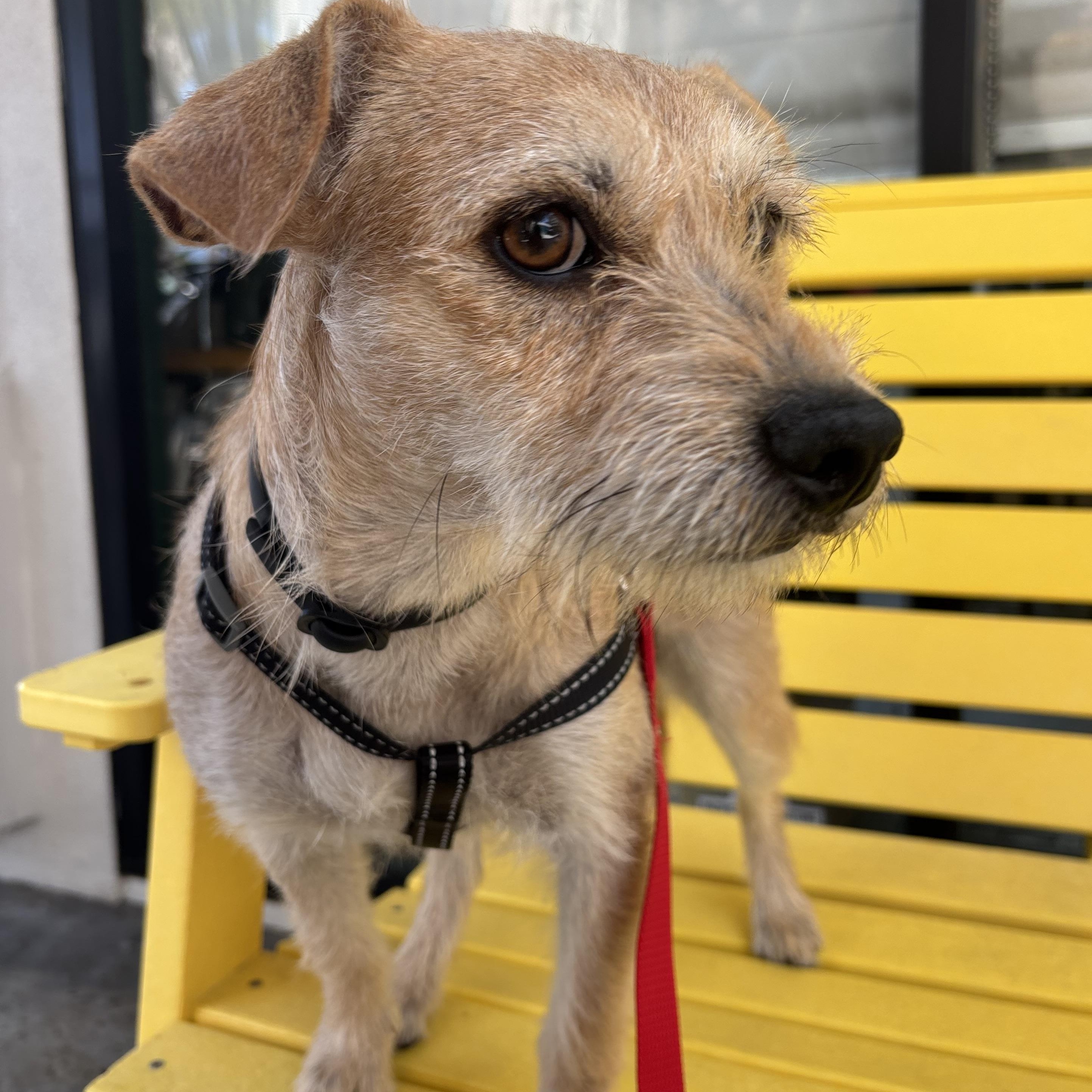 Theodora, a ADOPTABLE mixed breed in Carlsbad, CA image 4/6