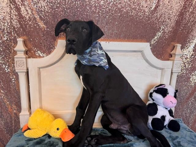 Enlarge PRETZEL, a Adoptable mixed breed in Fairfield, CA image 1/1