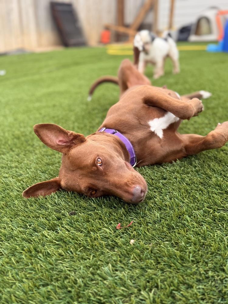 Enlarge Hazel, a Adoptable mixed breed in Denver, CO image 1/3