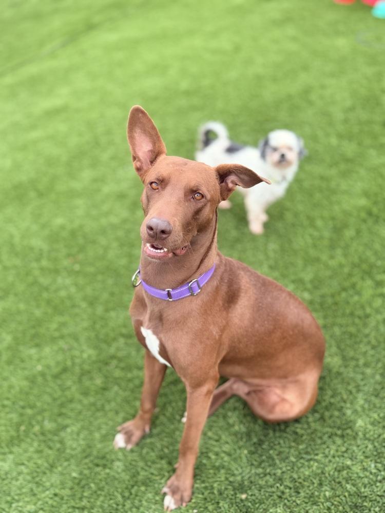 Enlarge Hazel, a Adoptable mixed breed in Denver, CO image 2/3