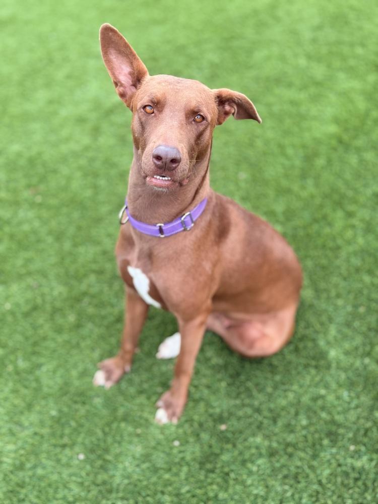 Enlarge Hazel, a Adoptable mixed breed in Denver, CO image 3/3