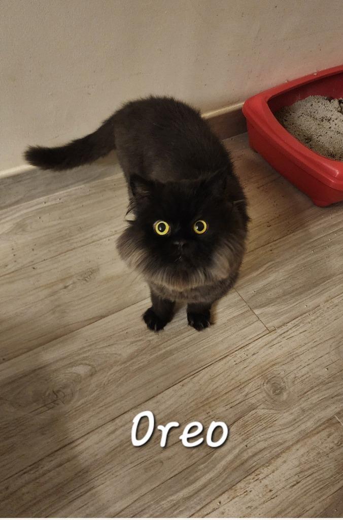 Enlarge Oreo ll, a Adoptable Persian in Lunenburg, MA image 1/2