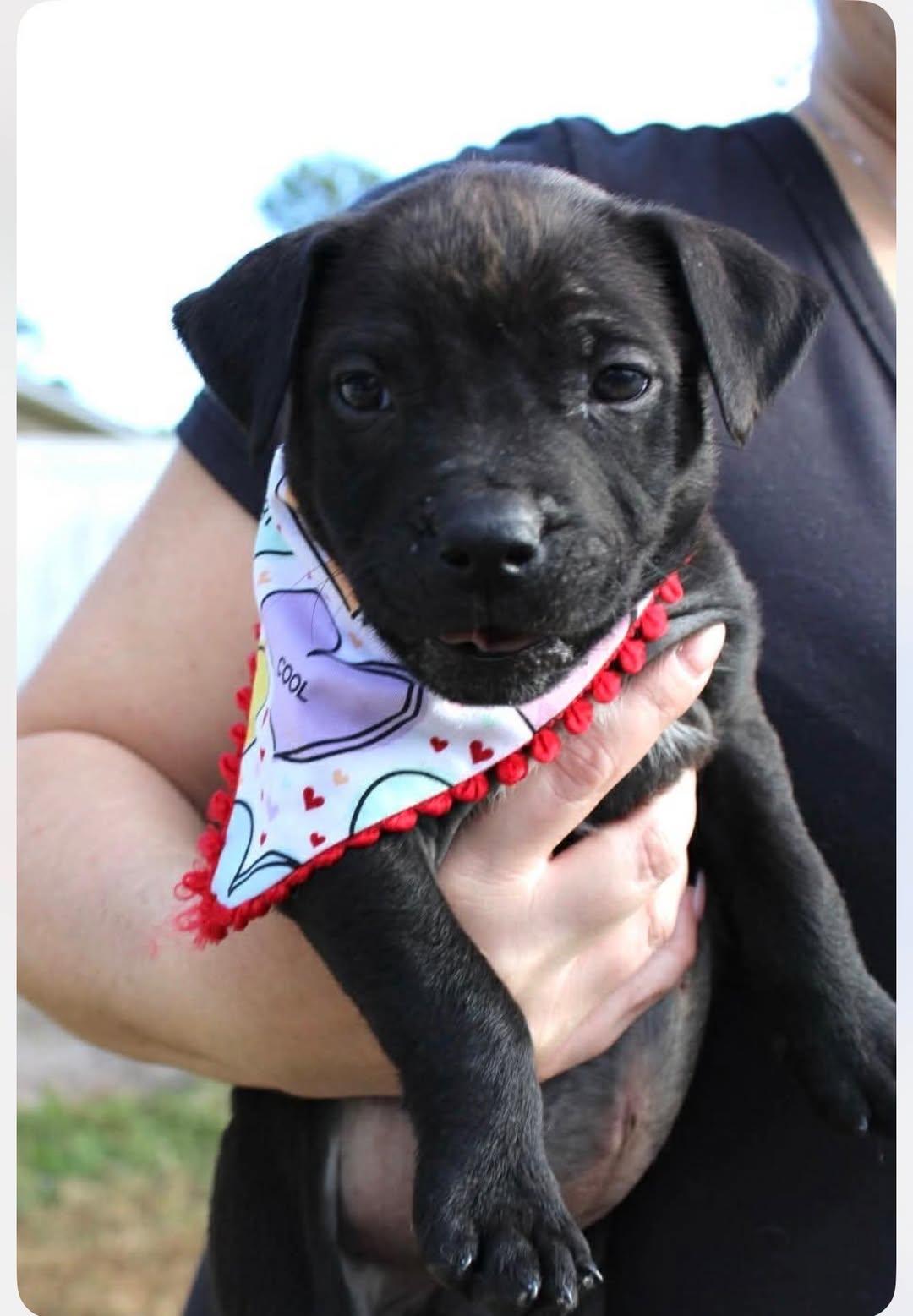 Enlarge Daisy, a ADOPTABLE mixed breed in New Smyrna Beach, FL image 1/1