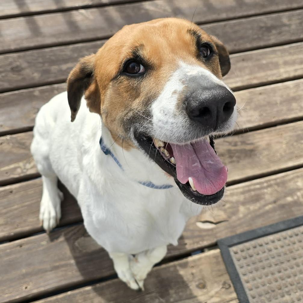 Enlarge Hope, a Adoptable mixed breed in Olathe, KS image 2/3