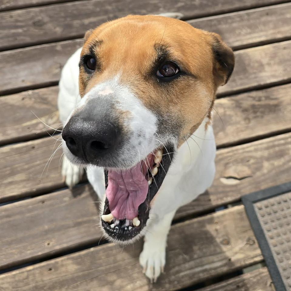 Enlarge Hope, a Adoptable mixed breed in Olathe, KS image 3/3