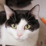 Enlarge Bashair, a ADOPTABLE Domestic Short Hair in Hilliard, OH image 1/1