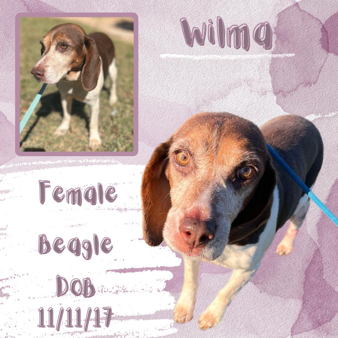 Wilma, Adult Female Beagle